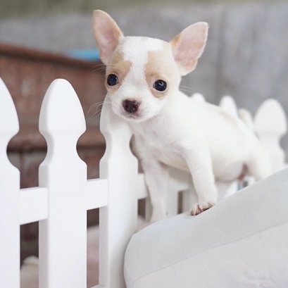 ป๊อกแป็ก