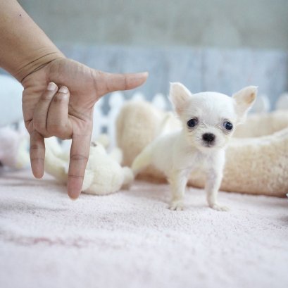 ตุ๊กตุ่น