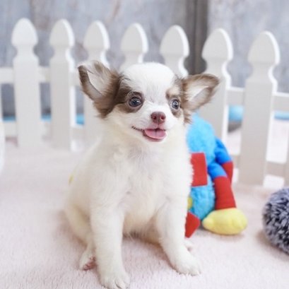 เฮน่า