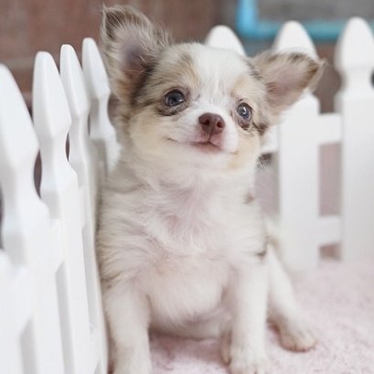 จีน่า