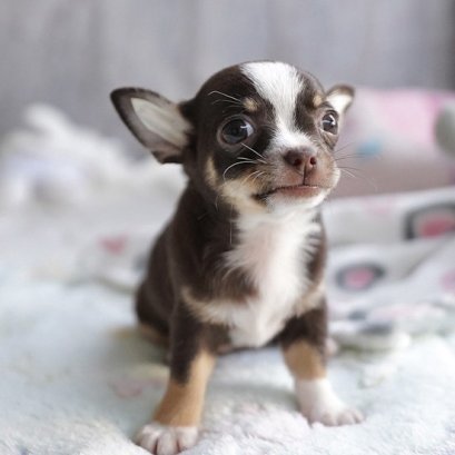 ส้มเช้ง