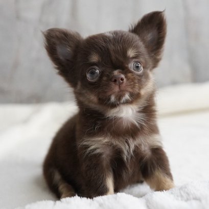 แป้งหอม