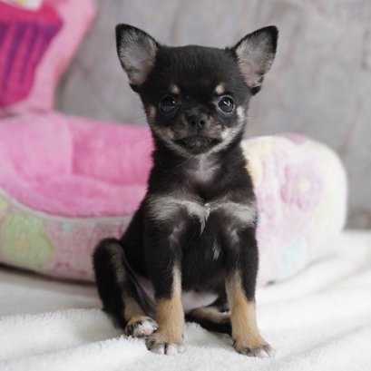 เฉาก๊วย