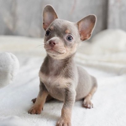 พุดดิ้ง