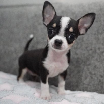 ปังเย็น