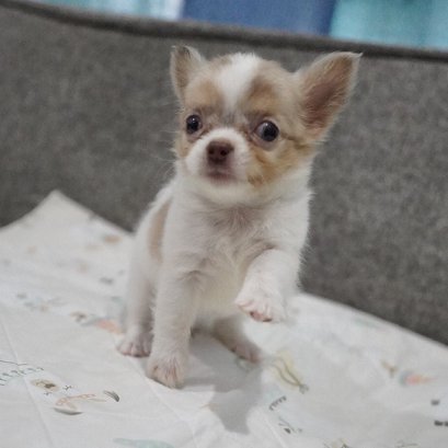 จ๊ะจ๋า