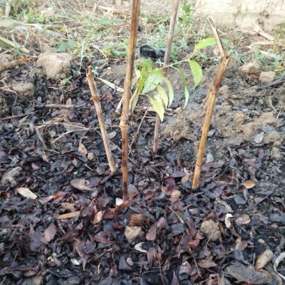 แผนงานสร้าง landmark สำหรับวัดป่าเจดีย์ทอง คิดแล้วทำ