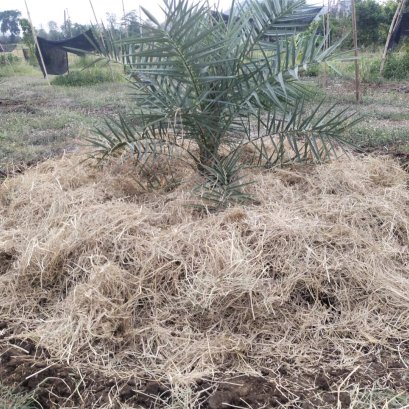 อินทผลัมเนื้อเยื่อ