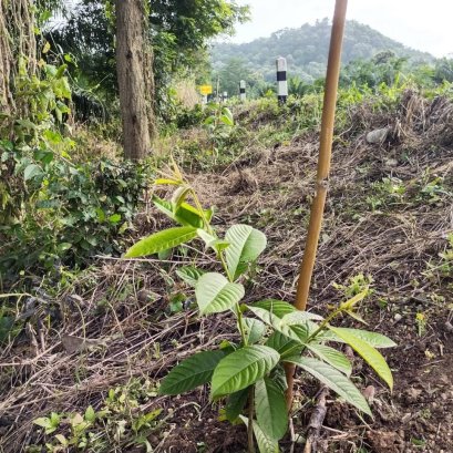 ได้เวลาตัดหญ้าข้างทางพร้อมดูแลต้นคูณที่ปลูกไว้