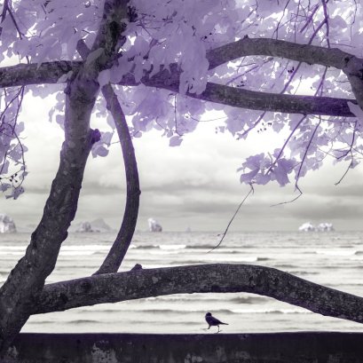 ณ หาดนพรัตน์ธารา เดินๆ บังเอิญเหลือบไปเห็นต้นไม้ ที่ชวนนึกถึงเรือใบ