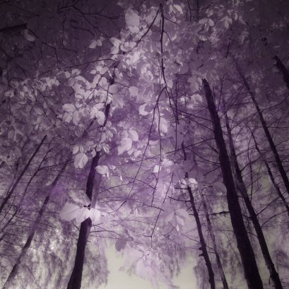 แสดงภาพปี 2561-2562 ชุด รุกขะเทวะ ถ่ายภาพที่กระบี่.....