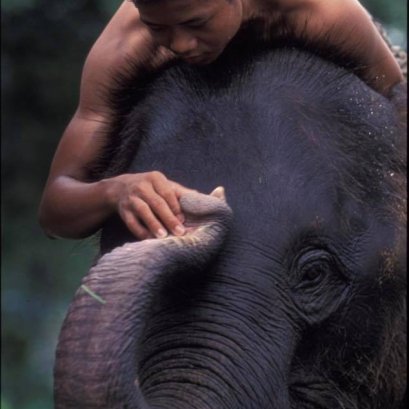 " สัมผัสเพื่อน "   13 มีนาคม วันช้างไทย