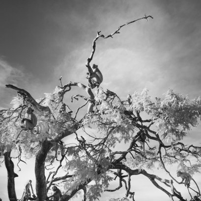  " รอ ลิง หวัง "