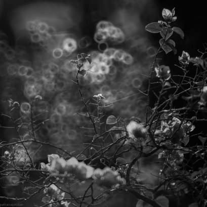 ทำไม แค่ถ่ายดอกเฟื่องฟ้า ต้องไปถึงเชียงใหม่ด้วย กรุงเทพก็มีเยอะแยะไป