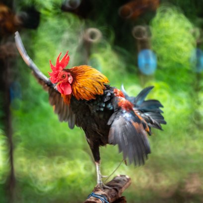 ก ไก่ กายกรรม กระบี่