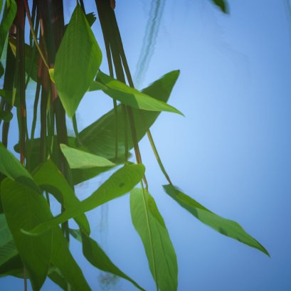 แมกไม้และใบงาม ณ คลองบางหลวง  #3krung #OnedayTrip #คลองบางหลวง #สามกรุง