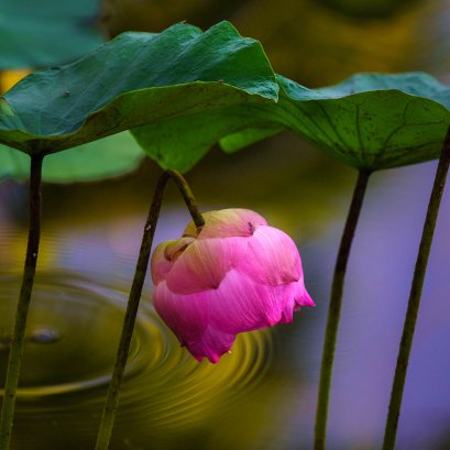 หนึ่งในความพยายามที่ล้มเหลวบ้างดีบ้างในการทำงานชุดบัว