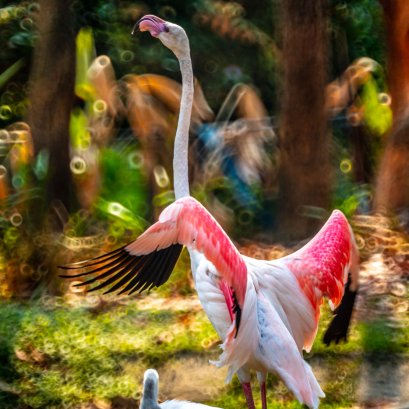 วันเด็กเที่ยวสวนสัตว์...  ขอขอบคุณอาจารย์ Siriwadee Chomdej ที่กรุณาพาเด็กอย่างผมไปเที่ยวสวนสัตว์ฮับ...