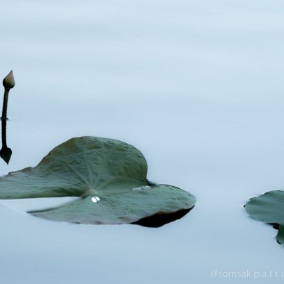 "หากเป็นดอกสีชมพูคงดีไม่น้อย"