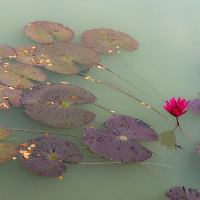 บัวในสระ