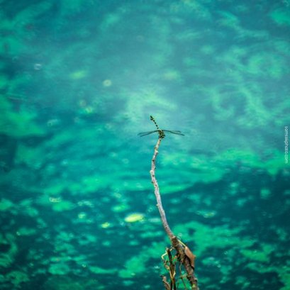 แมงปอสีเขียว ณ เชียงใหม่  บันทึก ณ ก่อนวันเปิดงานรุกขะเทวะ 2561.