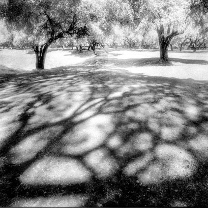 เงาอดีต..ณ อโยธยา..  #infrared #film #KODAK #HIE