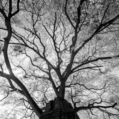 เติบโต  #อยุธยา #infrared