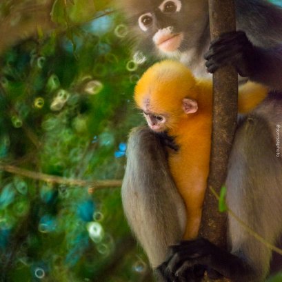 ล ลิง และ ร เรา ณ ประจวบฯ