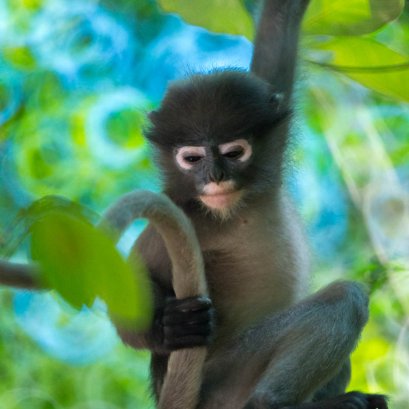 หางเราช่างงดงามยิ่งนัก...ว่าแล้ว ก็ยกหางซะเลย..