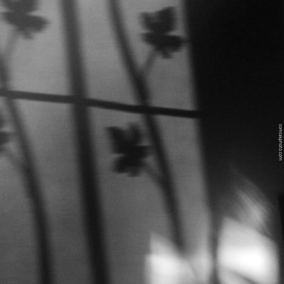 บัว....เกาะกรง  series ภาพจากกล้องมือถือ... 