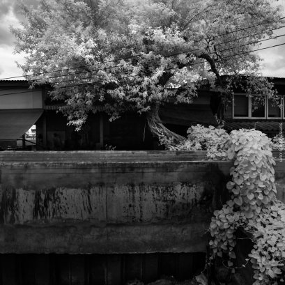 ต้นไม้หน้าศาลเจ้า