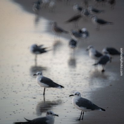 แถวนก  อีกยามเช้าที่ Daytona ..  