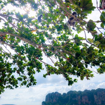 ยอดหาด ยอดน้ำ และ ยอดไม้ ...  #series #ภาพจากกล้องมือถือ #มีกล้องในมือดีกว่าไม่มีกล้องใดๆเลย #แต่หากเลือกได้ยังไงก็ขอมีกล้องและเลนส์ดีๆในมือ