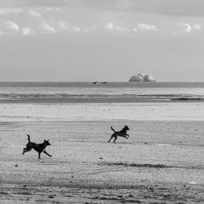 สุนัขห้อ....