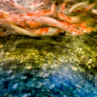 คลื่นในสระ