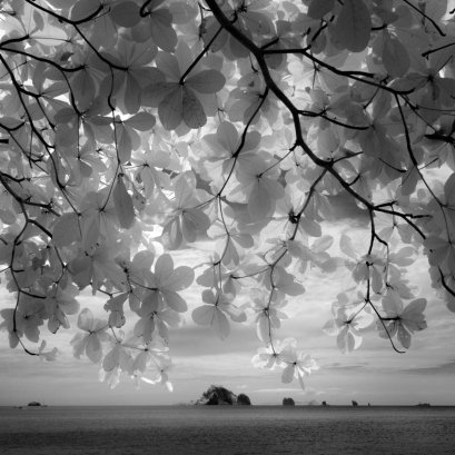 ต้นไม้ที่ กทม ก็มี ทำไหม ต้องไปถ่ายถึงที่กระบี่ 