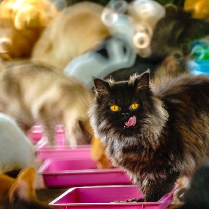 มาเชียงใหม่ครั้งนี้ มีคิวมากมาย คือแวะเวียนรับประทานอาหารอร่อย ถ่ายภาพนี้ ณ ศูนย์บริบาลช้าง Elephant Nature Park น่าจะพอเป็นตัวแทนได้ว่า ทั้งคนและแมวกินดีอยู่ดี 