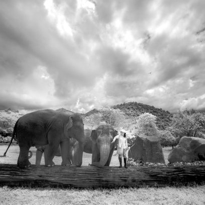เป็นสิบสถานที่ ที่ดีที่สุดในโลกในการดูช้าง