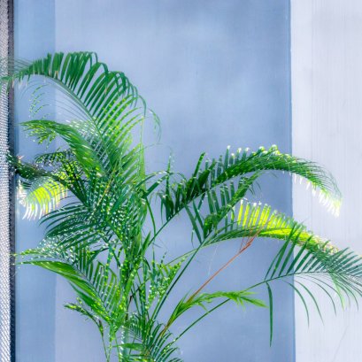 เกล็ดแสง