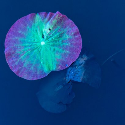 บัวเรืองแสง