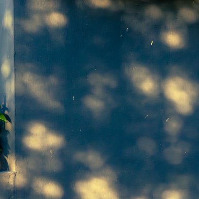 ดอกไม้แสง