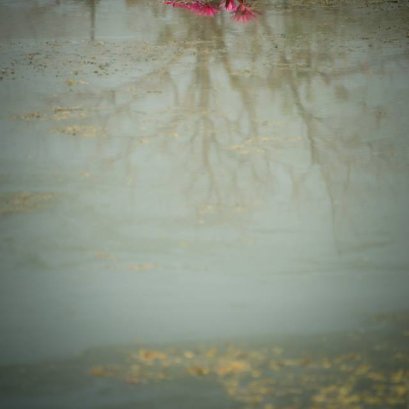 ราก..บัว...