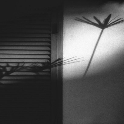 หนึ่งดอกที่ตีความต่าง