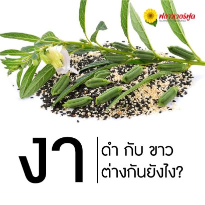 งาดำกับงาขาว