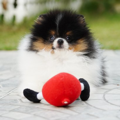 ขั้นตอนการสั่งซื้อ