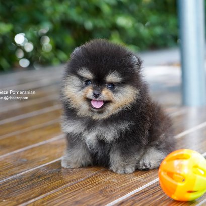 หวัด...โรคติดต่อสุดฮิตในลูกสุนัข