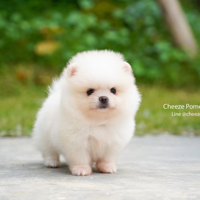 คู่มือการลี้ยงปอม Voice Tv