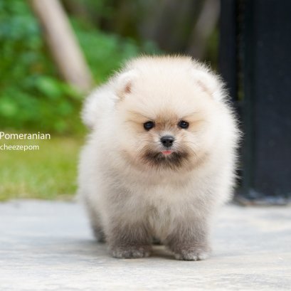 6 วิธีดูแลปอมเมอเรเนียนให้มีผิวหนังและเส้นขนแข็งแรง