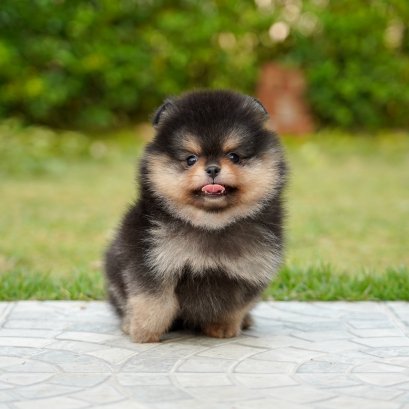 มาตราฐานสายพันธุ์สุนัขปอมเมอเรเนียน