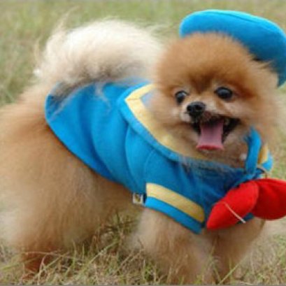 การตัดตกแต่งขนน้องปอมเมอเรเนียน